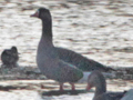 Greylag Goose x Greater White-fronted Goose hybrid